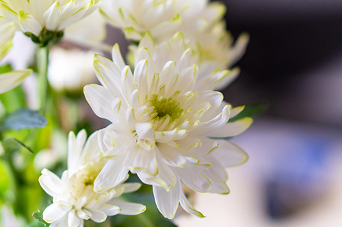 葬式に使われる白い菊